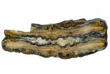 Mammoth Molar Slice With Case - South Carolina #106504-1
